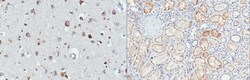 MilliporeSigma anti-Arylsulfatase B Clone: 10G6.1, 100&mu;L, Unlabeled:Antibodies,